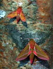 Elephant hawkmoths