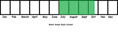 Great Green Bush-cricket TL