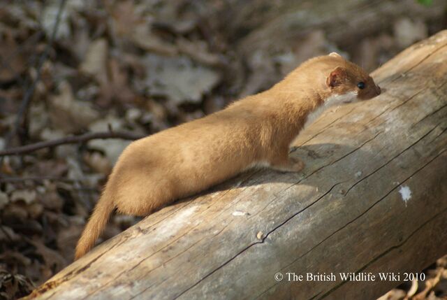 File:Weasel side.jpg