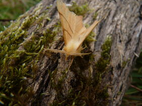 Ennomos quercinaria - August Thorn