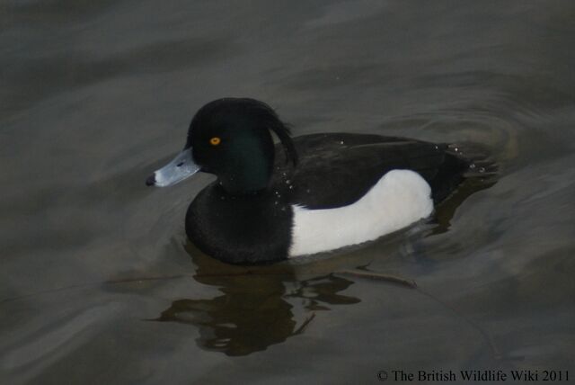 File:Tufted Duck.jpg