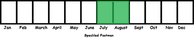 Speckled Footman TL