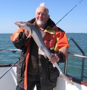 Smooth hound