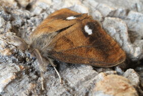 Vapourer male