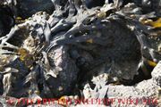 Bladderwrack