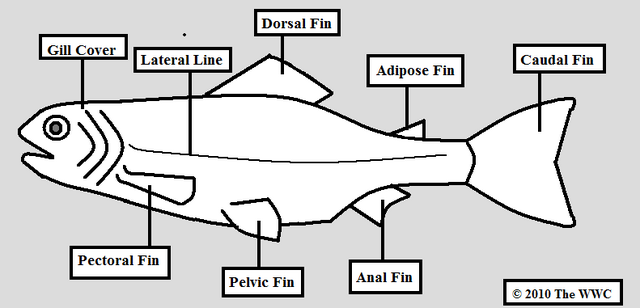 File:FishAnatomy.png
