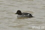 Goldeneye (S.Allen)