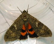 Red underwing