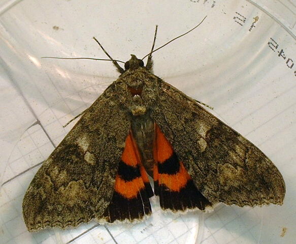 File:Red underwing.jpg