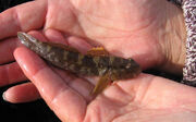 Rock Goby