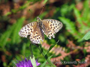 Dark green fritillary