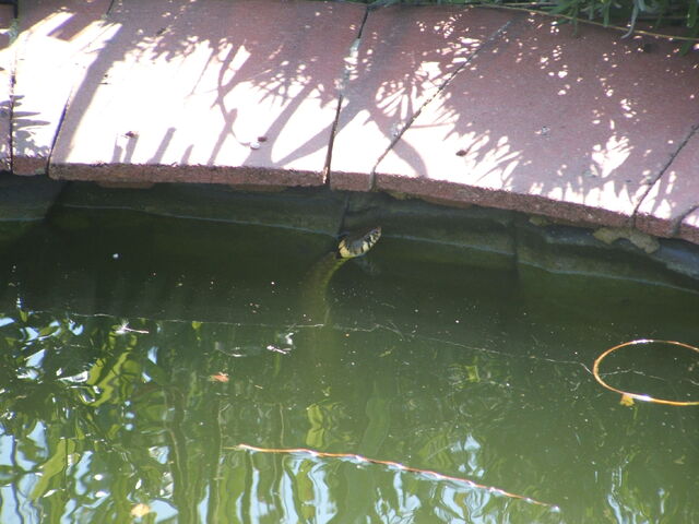 File:Grass snake in pond.jpg