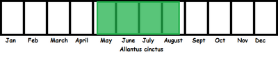 Allantus cinctus TL