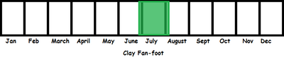 Clay Fan-foot TL