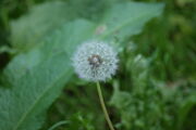 Dandelion Head