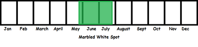 Marbled White Spot TL
