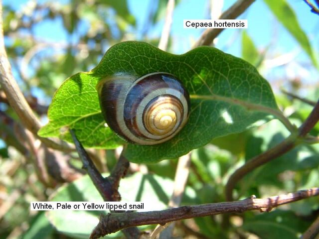 File:Yellow Lipped Snail.jpg