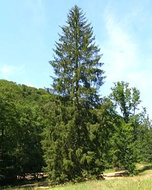 Norway spruce