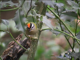 Firecrest