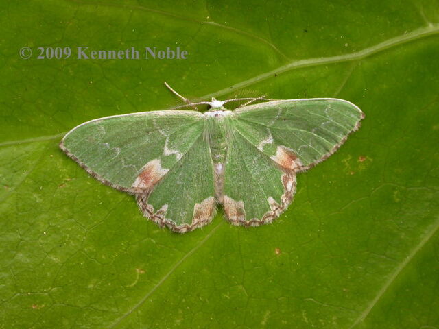 File:Blotched emerald.jpg