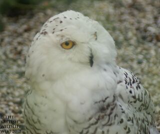 Snowy Owl