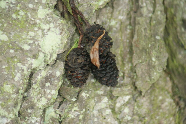 File:Alder.jpg