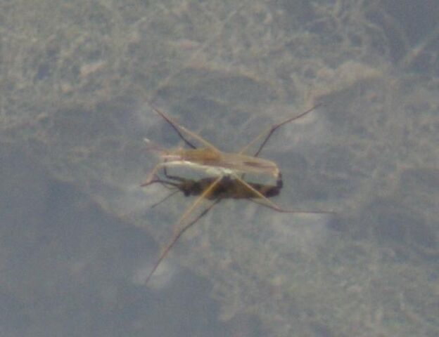 File:Pond Skater.jpg