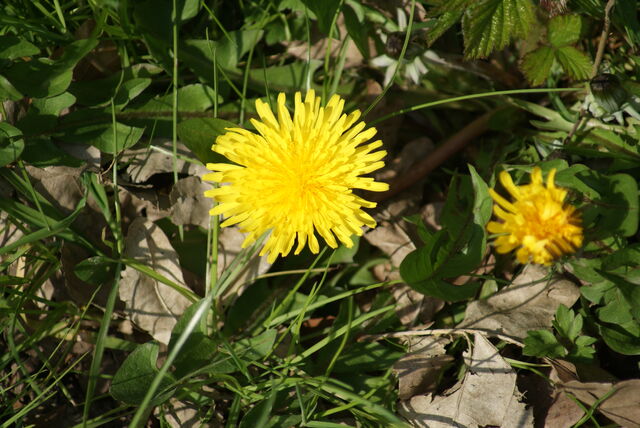 File:Common Dandelion.jpg