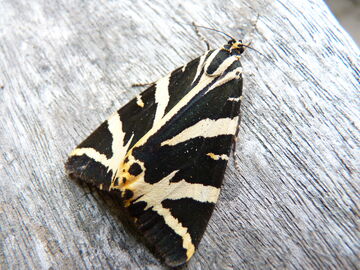Euplagia quadripunctaria ~ Jersey Tiger