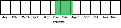 Sycamore TL