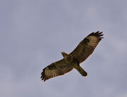 Buzzard
