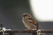 Male H sparrow