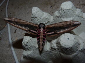 Privet Hawkmoth