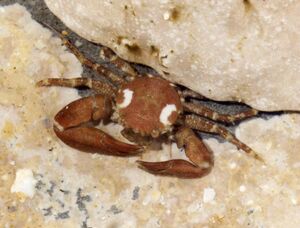 Pisidia-longicornis-001