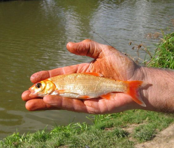 File:Tanyard Golden Orfe.jpg