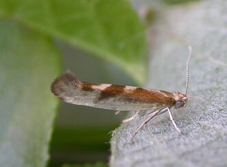 Argyresthia Pygmaeella ~ Ian Kimber