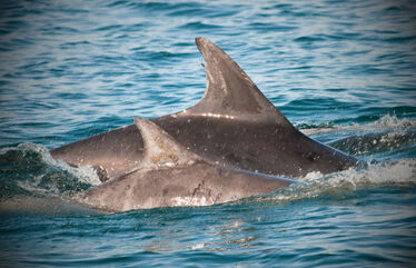 Mother and Calf 2