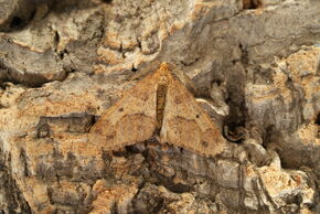 Mottled Umber (Erannis defoliaria)
