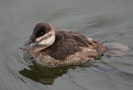 Ruddy duck