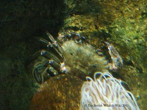 VelvetSwimmingCrab1