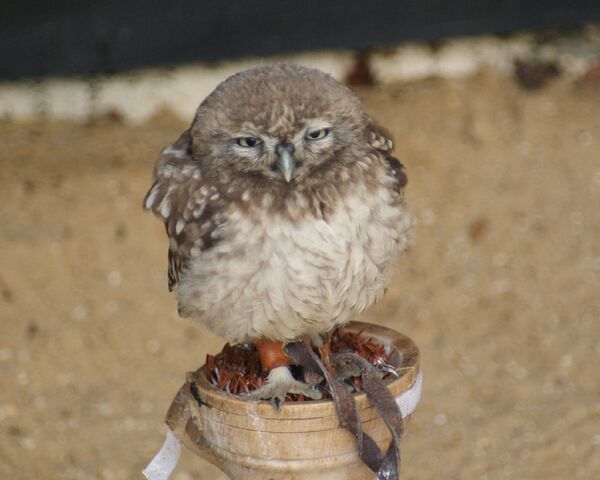 File:Little Owl.jpg