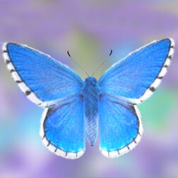 Adonis blue butterfly
