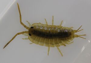 Ligia oceanica