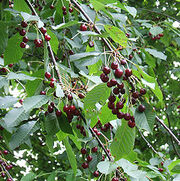 Wild cherry