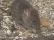 Brown Rat