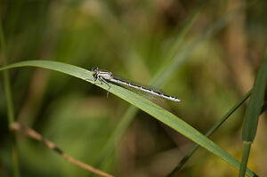 White Legged Damselfly