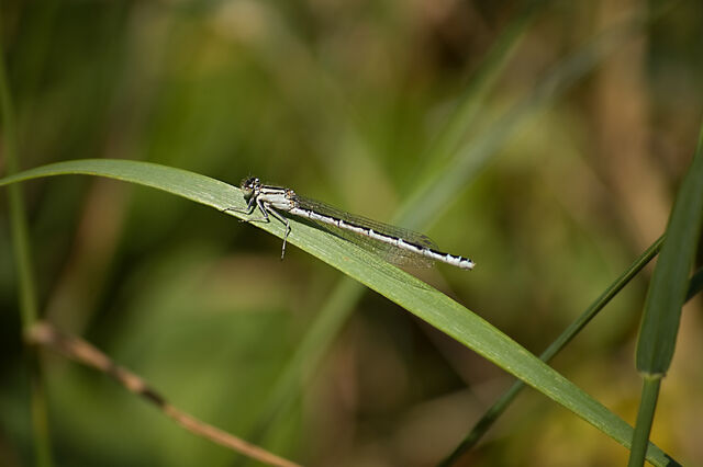File:White Legged Damselfly.jpg