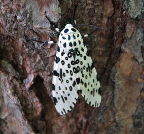 Hypercompe scribonia