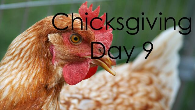File:ChicksgivingDay9.jpg