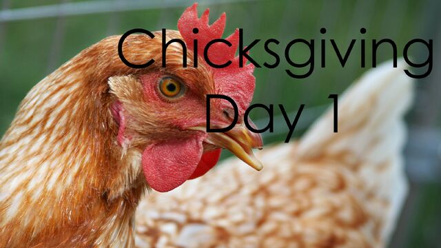 File:ChicksgivingDay1.jpg